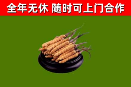 漳州市回收冬虫夏草